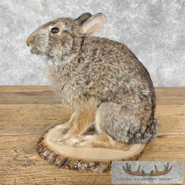 Eastern Cottontail Rabbit Life-size Taxidermy Mount For Sale - Image 6