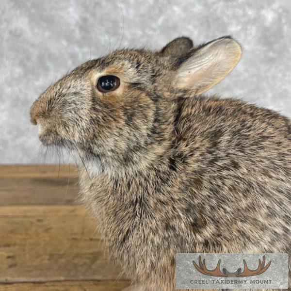 Eastern Cottontail Rabbit Life-size Taxidermy Mount For Sale - Image 7