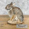 Eastern Cottontail Rabbit Life-size Taxidermy Mount For Sale - Image 3