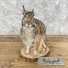 Eastern Cottontail Rabbit Life-size Taxidermy Mount For Sale - Image 2
