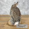 Eastern Cottontail Rabbit Life-size Taxidermy Mount For Sale - Image 4