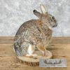 Eastern Cottontail Rabbit Life-size Taxidermy Mount For Sale - Image 5