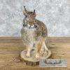 Eastern Cottontail Rabbit Life-size Taxidermy Mount For Sale - Image 6