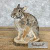 Eastern Cottontail Rabbit Life-size Taxidermy Mount For Sale - Image 7
