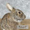 Eastern Cottontail Rabbit Life-size Taxidermy Mount For Sale - Image 8