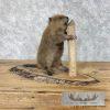 North American Beaver Taxidermy Mount For Sale - Image 2