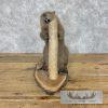 North American Beaver Taxidermy Mount For Sale - Image 3