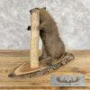 North American Beaver Taxidermy Mount For Sale - Image 4