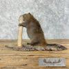 North American Beaver Taxidermy Mount For Sale - Image 5