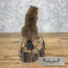 North American Beaver Taxidermy Mount For Sale - Image 6