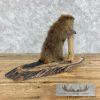 North American Beaver Taxidermy Mount For Sale - Image 7