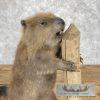 North American Beaver Taxidermy Mount For Sale - Image 8