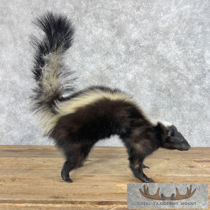 Striped Skunk Life-Size Taxidermy Mount For Sale - Image 2