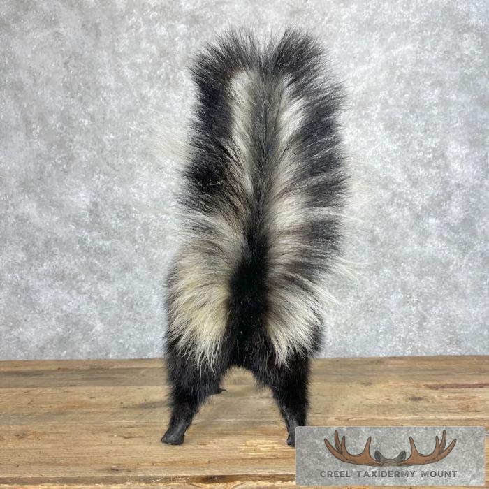 Striped Skunk Life-Size Taxidermy Mount For Sale - Image 3