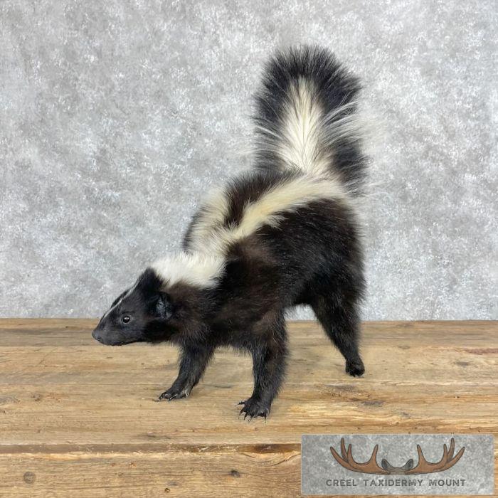Striped Skunk Life-Size Taxidermy Mount For Sale - Image 5