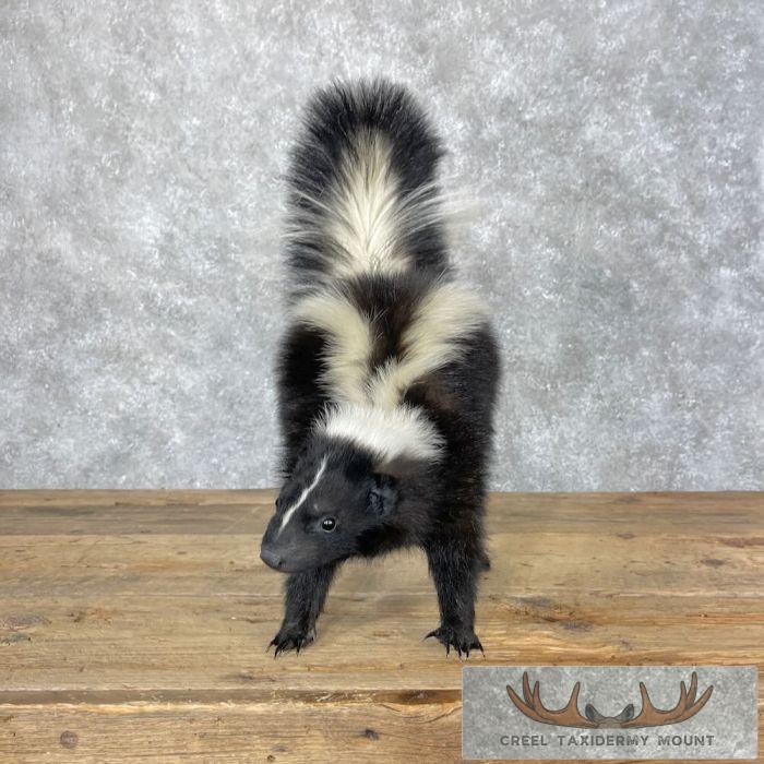 Striped Skunk Life-Size Taxidermy Mount For Sale - Image 6