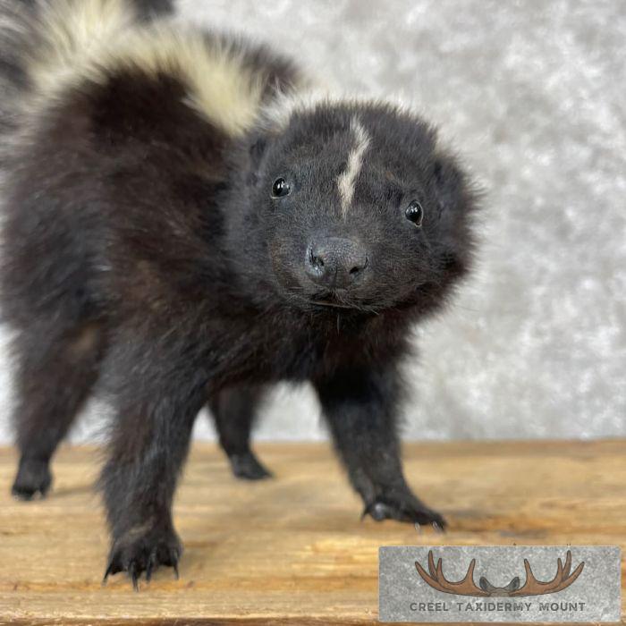 Striped Skunk Life-Size Taxidermy Mount For Sale - Image 7