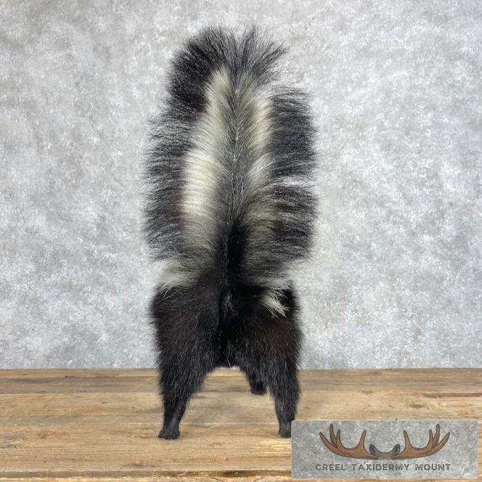 Striped Skunk Life-Size Taxidermy Mount For Sale - Image 3
