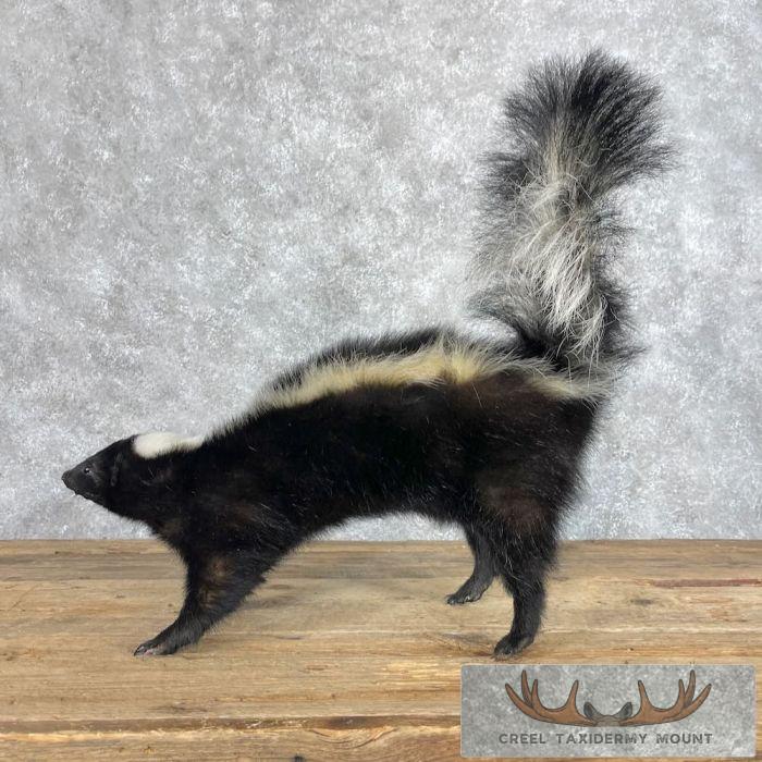 Striped Skunk Life-Size Taxidermy Mount For Sale - Image 4