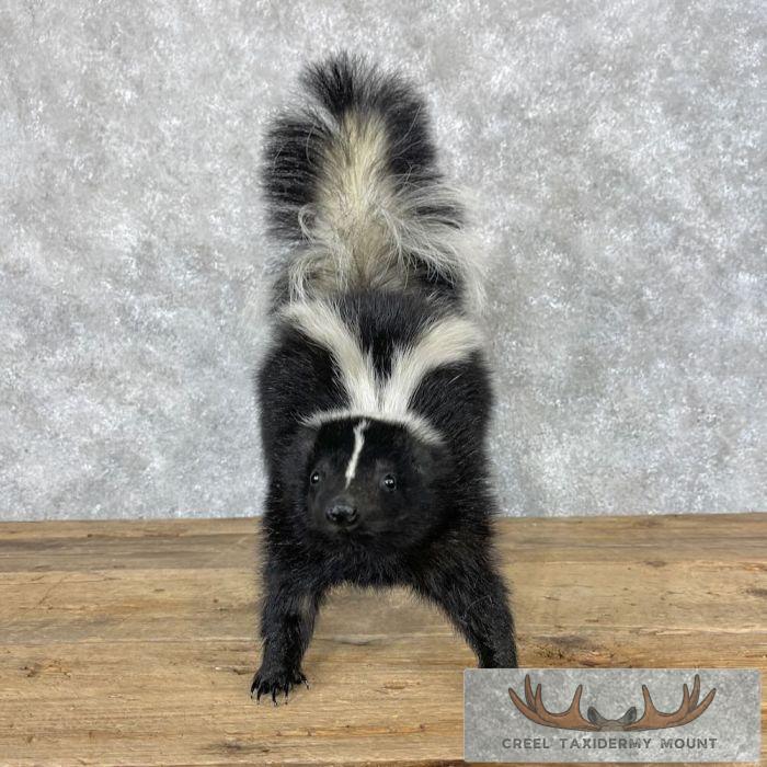 Striped Skunk Life-Size Taxidermy Mount For Sale - Image 7