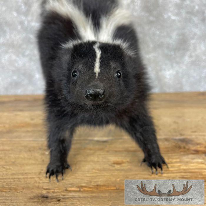 Striped Skunk Life-Size Taxidermy Mount For Sale - Image 6