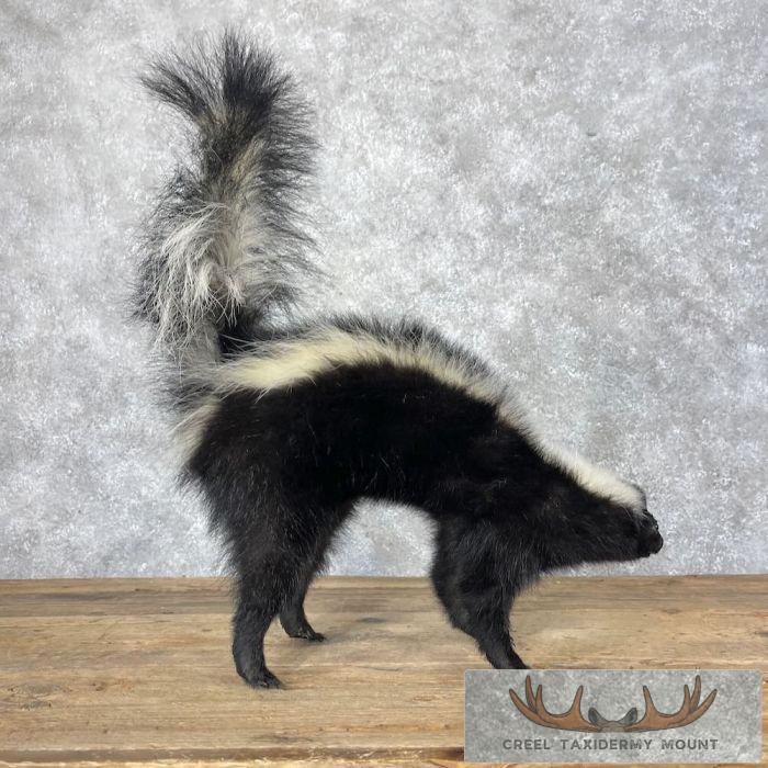 Striped Skunk Life-Size Taxidermy Mount For Sale - Image 2