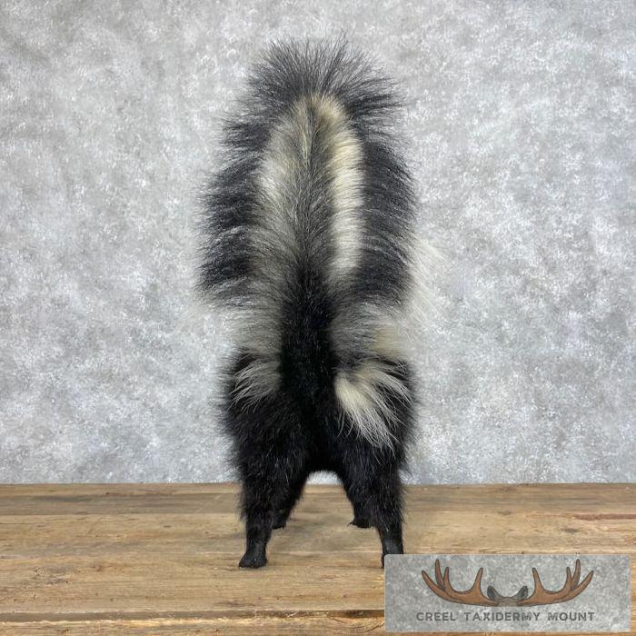 Striped Skunk Life-Size Taxidermy Mount For Sale - Image 3