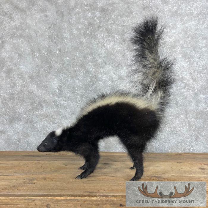 Striped Skunk Life-Size Taxidermy Mount For Sale - Image 4