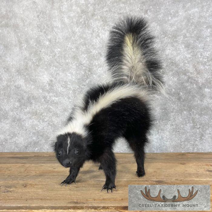 Striped Skunk Life-Size Taxidermy Mount For Sale - Image 5