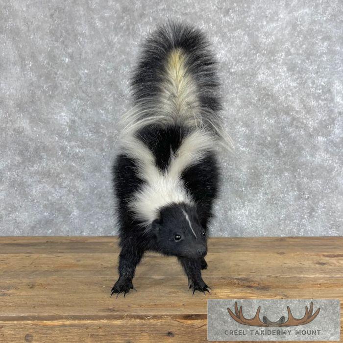 Striped Skunk Life-Size Taxidermy Mount For Sale - Image 6