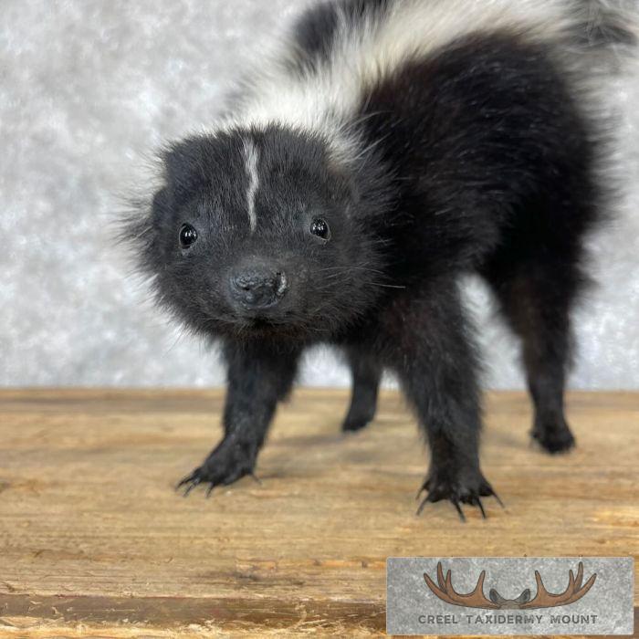 Striped Skunk Life-Size Taxidermy Mount For Sale - Image 7