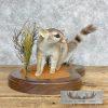 Ringtail Cat Taxidermy Mount For Sale - Image 2