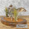 Ringtail Cat Taxidermy Mount For Sale - Image 3