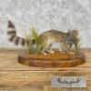 Ringtail Cat Taxidermy Mount For Sale - Image 4