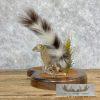 Ringtail Cat Taxidermy Mount For Sale - Image 5