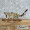 Ringtail Cat Taxidermy Mount For Sale - Image 6