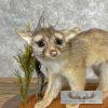 Ringtail Cat Taxidermy Mount For Sale - Image 7