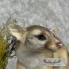 Ringtail Cat Taxidermy Mount For Sale - Image 8