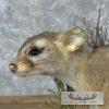 Ringtail Cat Taxidermy Mount For Sale - Image 9