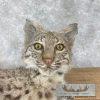 Bobcat Taxidermy Mount For Sale - Image 2