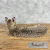 Bobcat Taxidermy Mount For Sale - Image 4