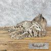 Bobcat Taxidermy Mount For Sale - Image 5