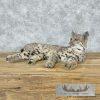 Bobcat Taxidermy Mount For Sale - Image 6