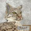 Bobcat Taxidermy Mount For Sale - Image 7