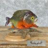 Red Bellied Piranha Taxidermy Fish Mount For Sale - Image 2