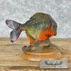 Red Bellied Piranha Taxidermy Fish Mount For Sale - Image 3