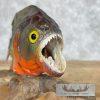 Red Bellied Piranha Taxidermy Fish Mount For Sale - Image 4