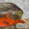 Red Bellied Piranha Taxidermy Fish Mount For Sale - Image 5