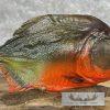 Red Bellied Piranha Taxidermy Fish Mount For Sale - Image 6