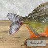 Red Bellied Piranha Taxidermy Fish Mount For Sale - Image 7